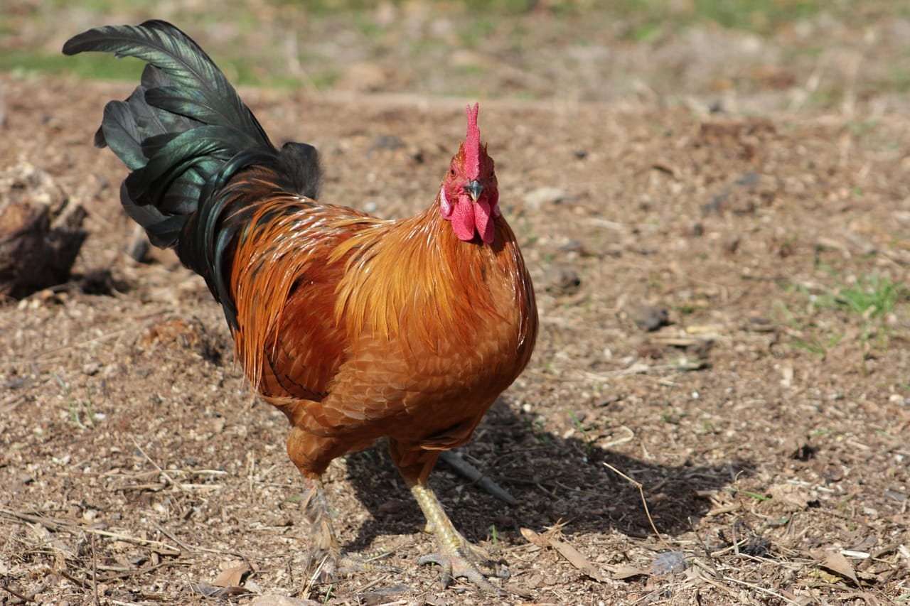 Kode Redeem Free Fire Terbaru dan Aktif untuk Ditukar Sekarang