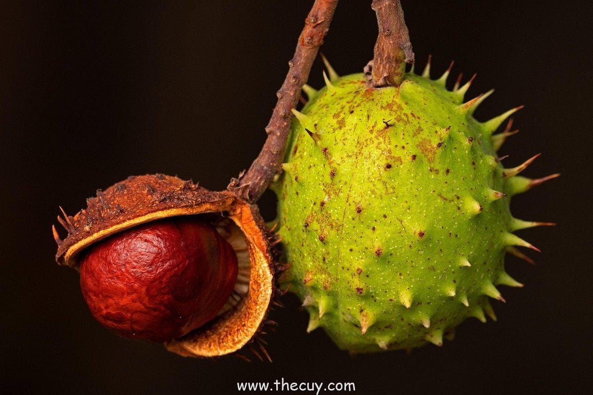 Ackee: Buah Nasional Jamaica yang Berbahaya
