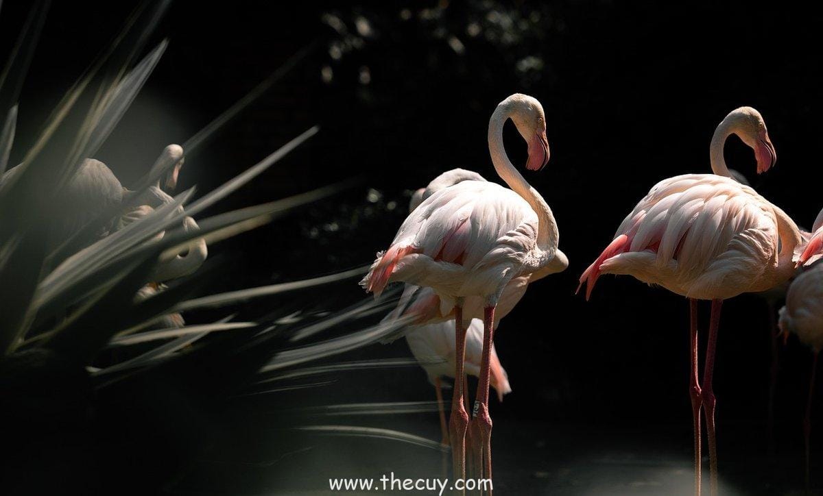 Aokiji vs. Luffy di Long Ring Long Land