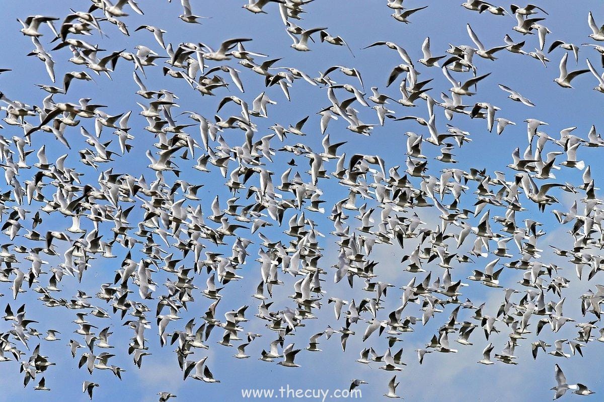 Asura: Pembantaian Tiga Kepala