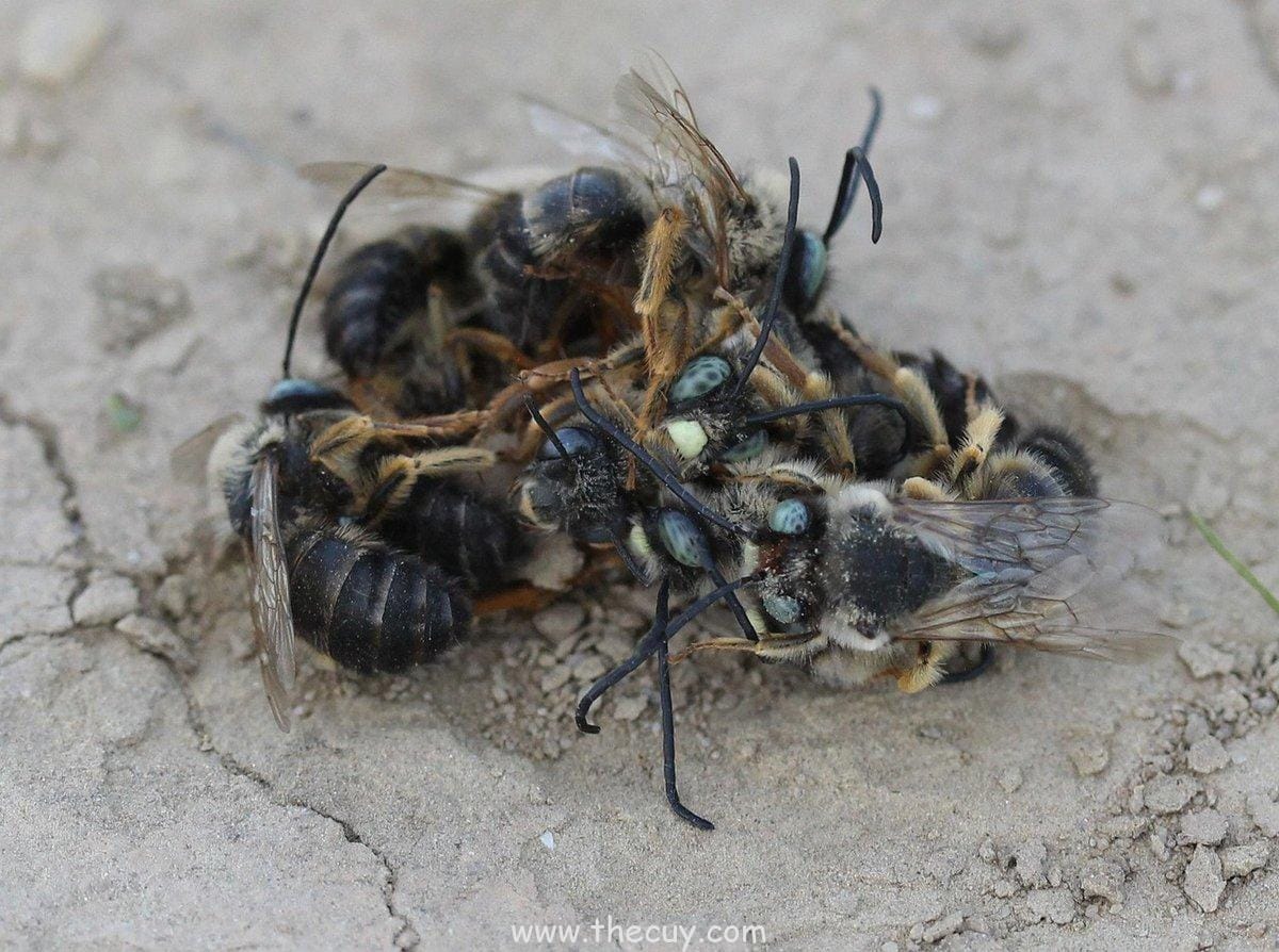 Atticus Finch (To Kill a Mockingbird):