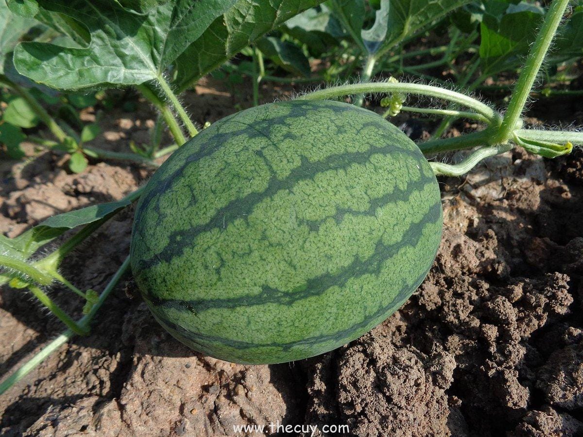 Buah Baku Baku no Mi (Mr. 5): Mengubah Zat Menjadi Permen Karet