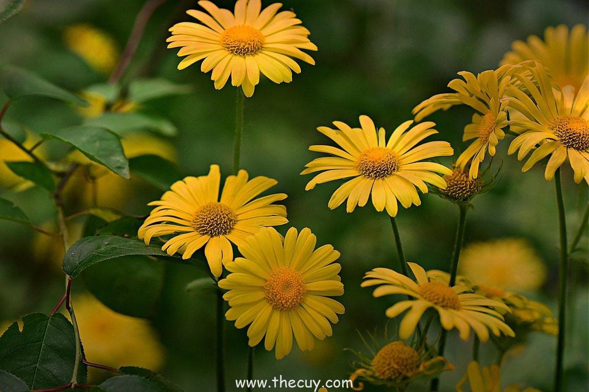 Buah Bane Bane no Mi (Don Krieg)