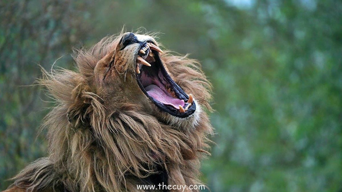 Buah Mane Mane no Mi (Usopp): Meniru Bentuk Orang Lain