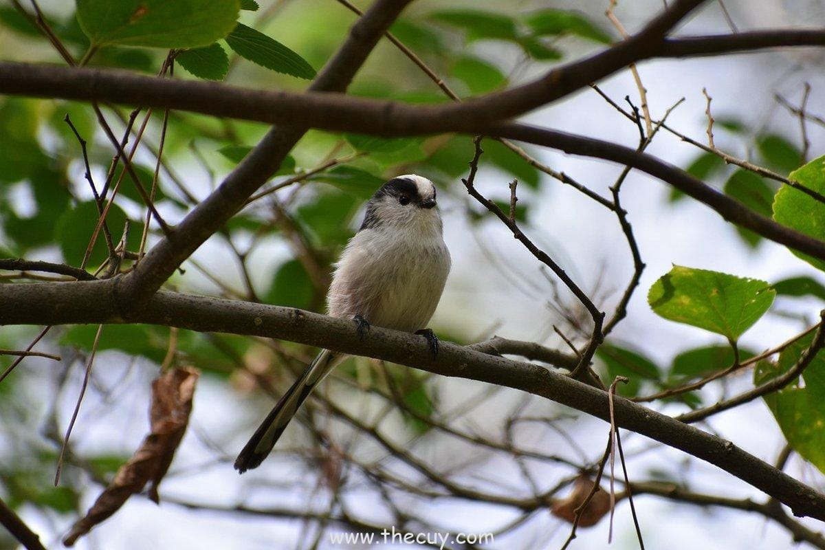 Buku Panduan untuk Diplomat