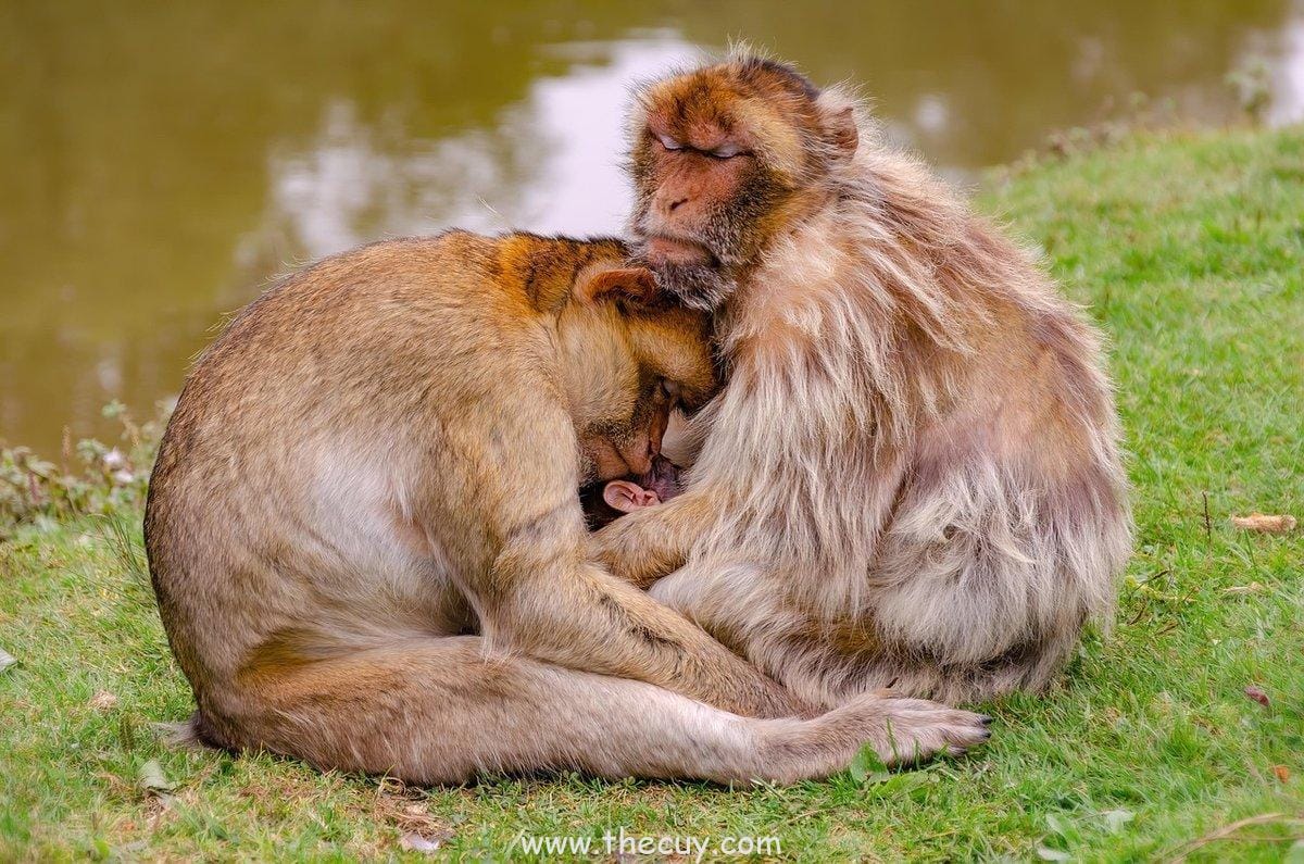 Charlotte Cracker vs. Monkey D. Luffy