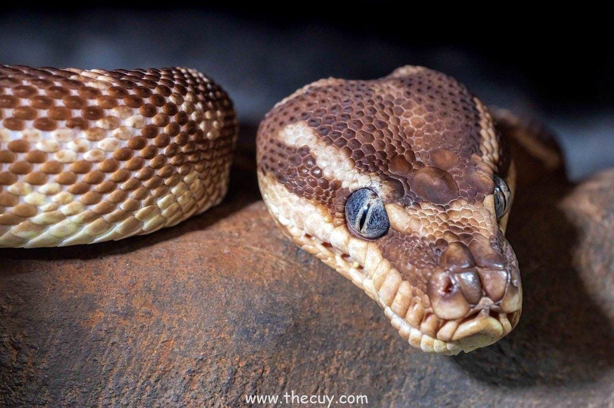 Eksperimen Kanibalisme dengan Ular Putih