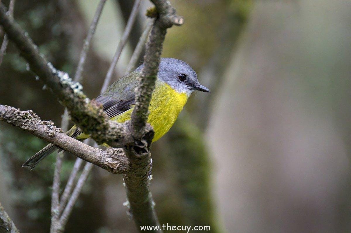 Enies Lobby:  Pembebasan Robin dan Kelahiran Aliansi