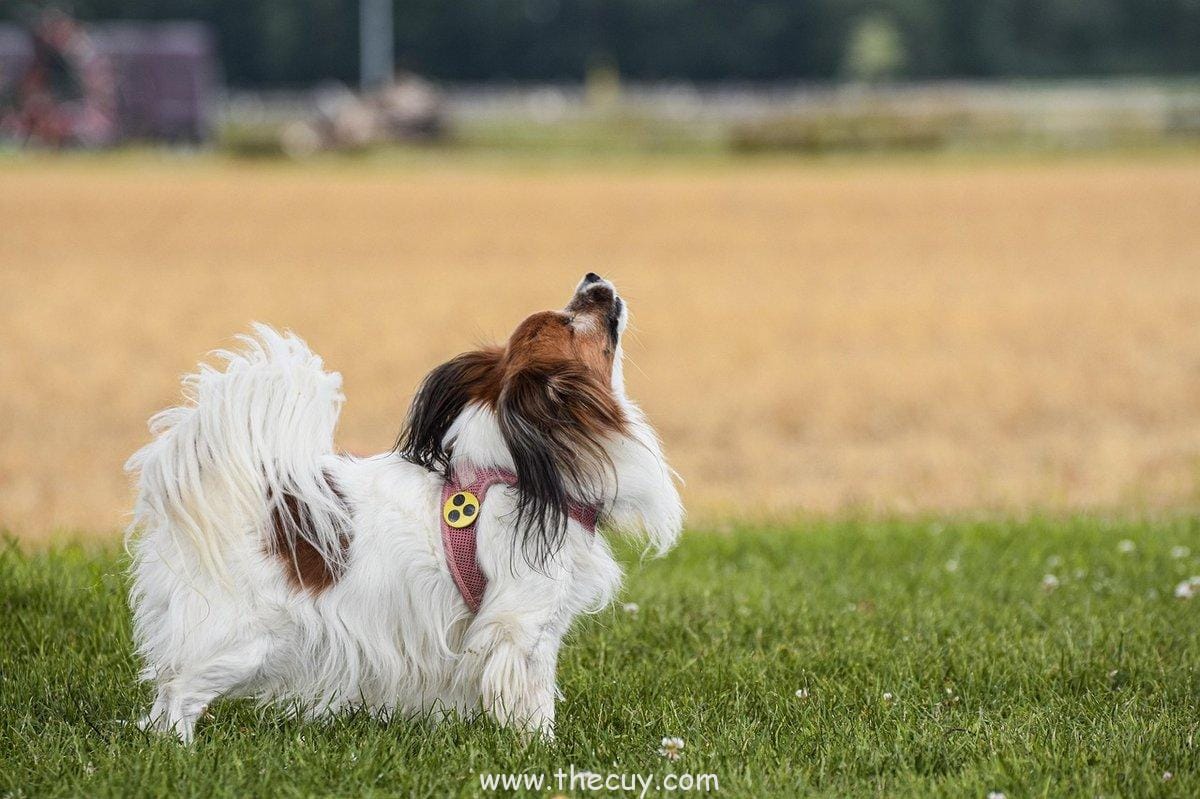 Eternal Mangekyō Sharingan: Solusi Kebutaan