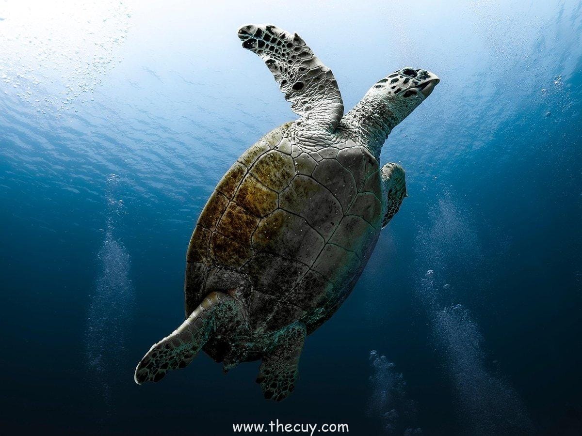 Habitat Makhluk Laut yang Unik dan Mematikan