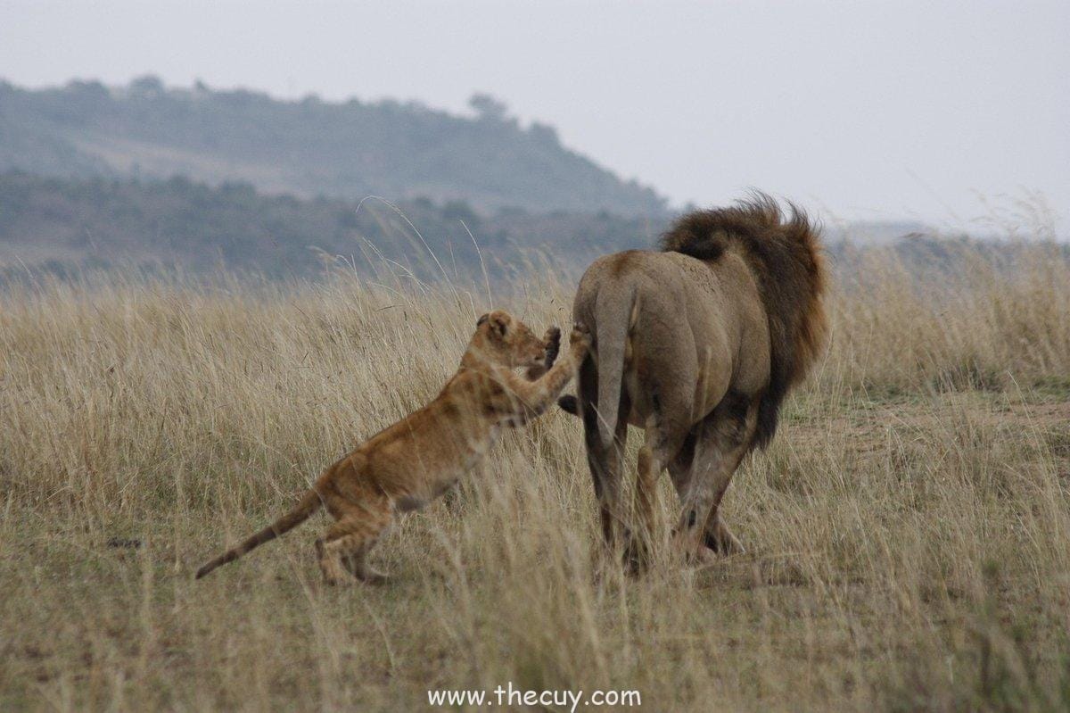 Hashirama Senju – Sang Pendamai yang Tak Pernah Panik
