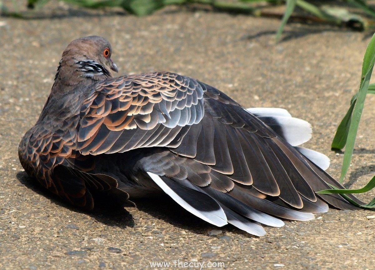 Hinata Hyuga – Malu-Malu Kucing yang Bikin Gemes