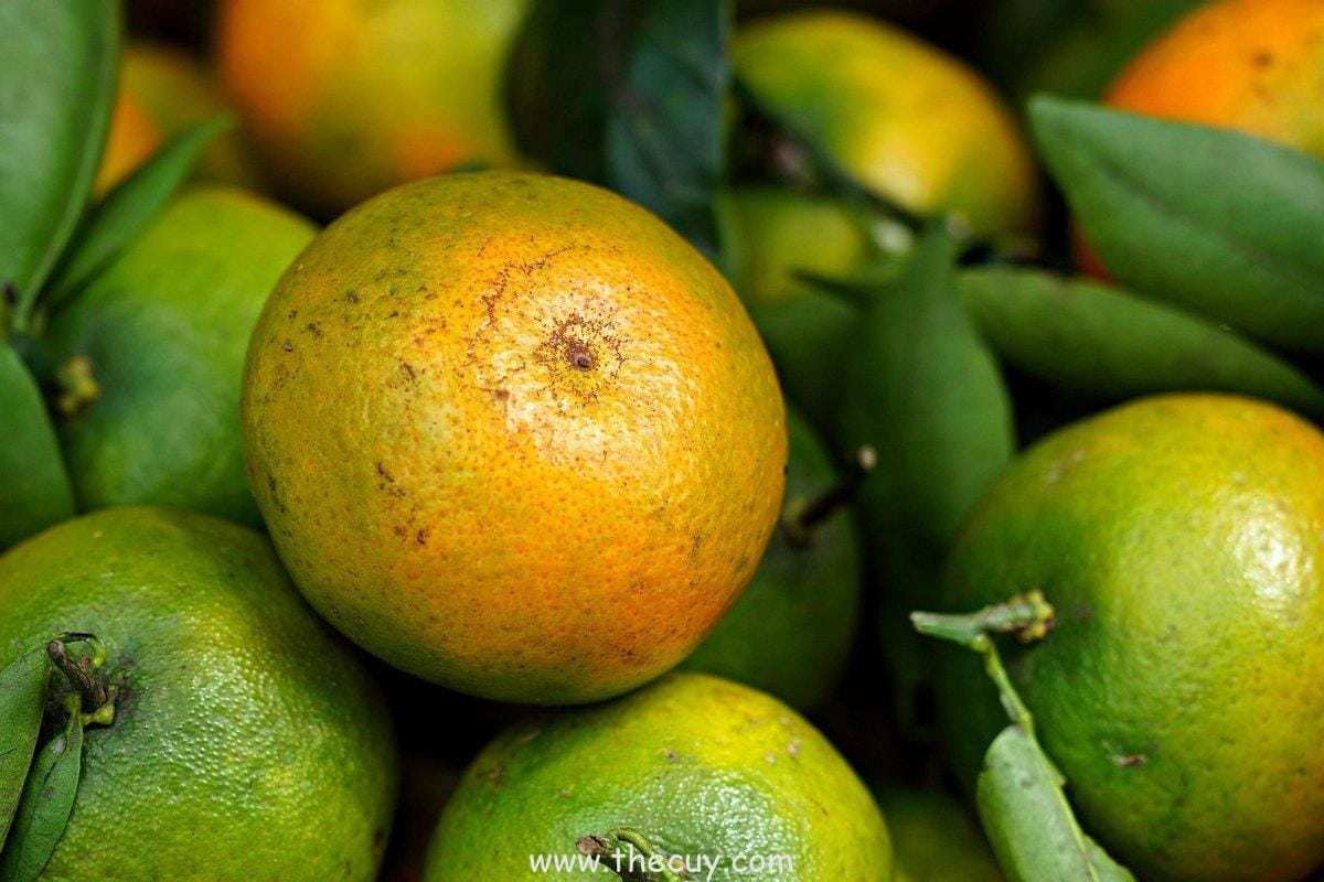 Jeruk Manis (Sweet Orange): Penghilang Stres yang Mencerahkan