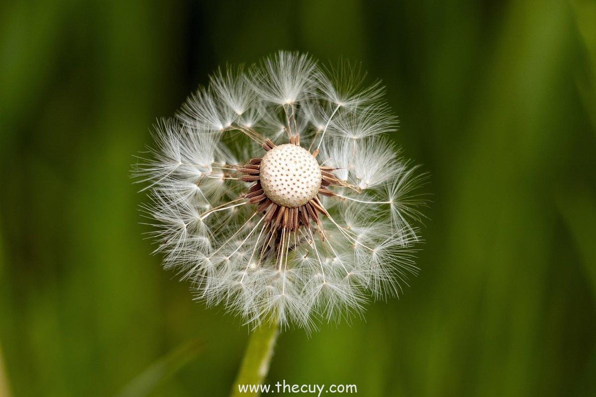 Kakashi Hatake – Guru yang Tahan Banting