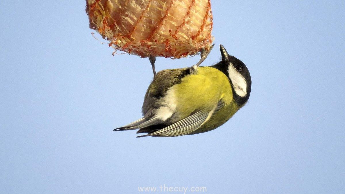 Katniss Everdeen (The Hunger Games):