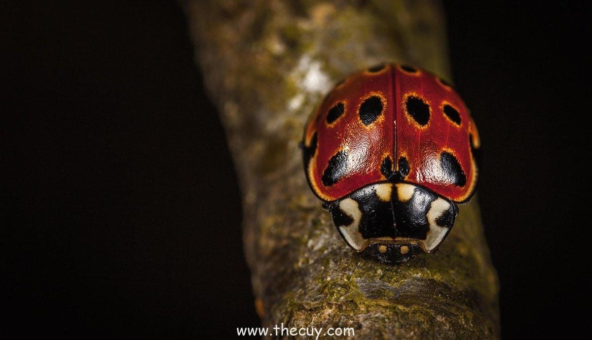 Kibi Kibi no Mi (Tama)