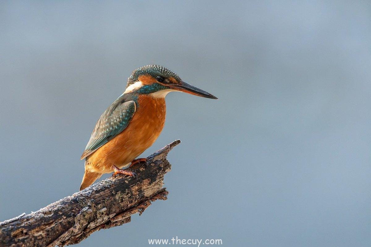 Leorio Paradinight (Hunter x Hunter)