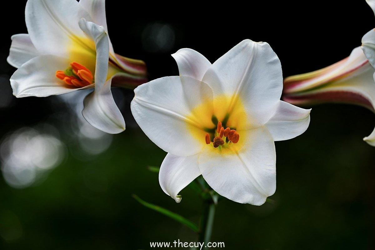 Luffy Bertemu dengan Rayleigh di Amazon Lily