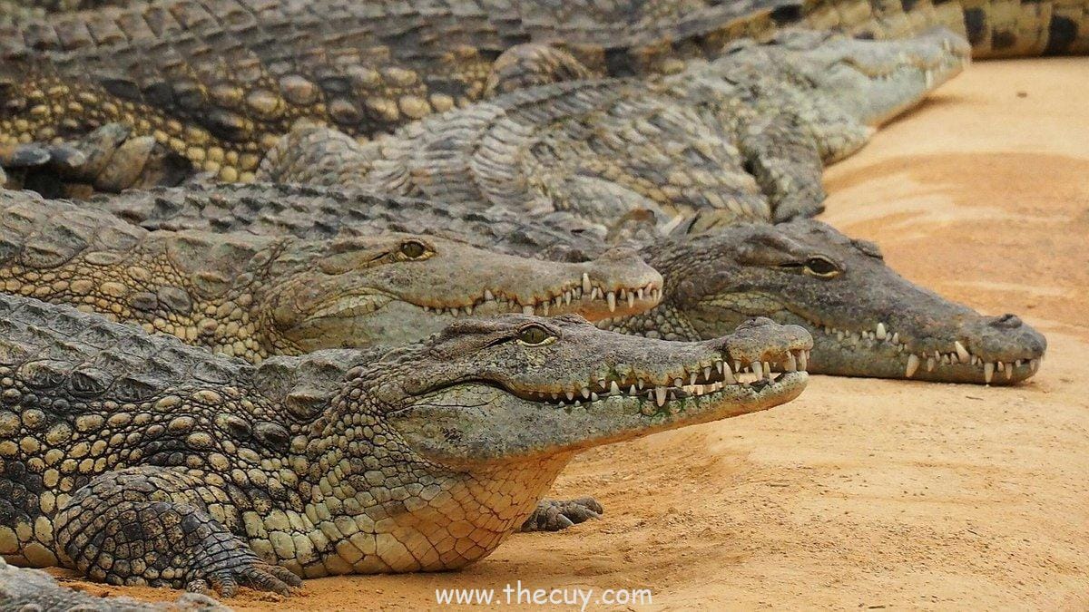 Luffy Mengalahkan Crocodile