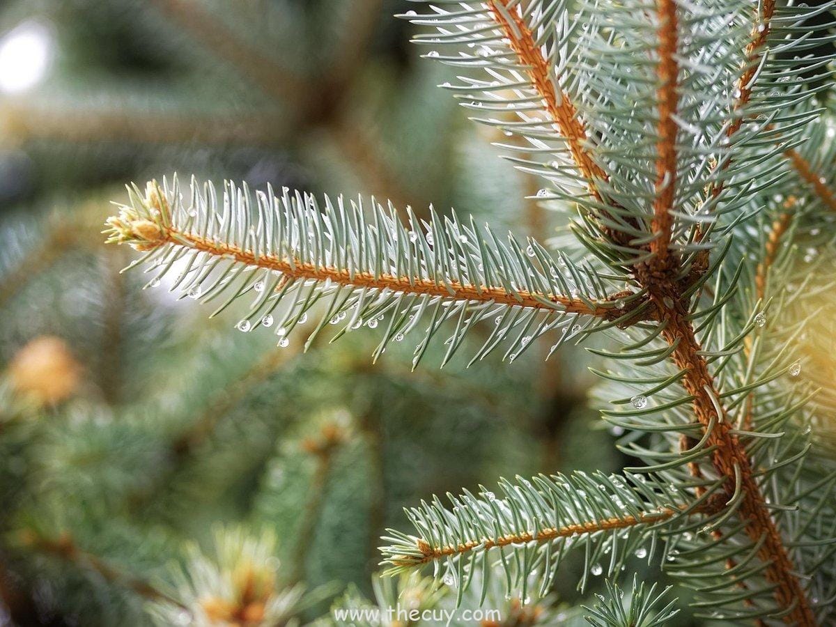 Luffy Menyatakan Persahabatannya dengan Ace dan Sabo