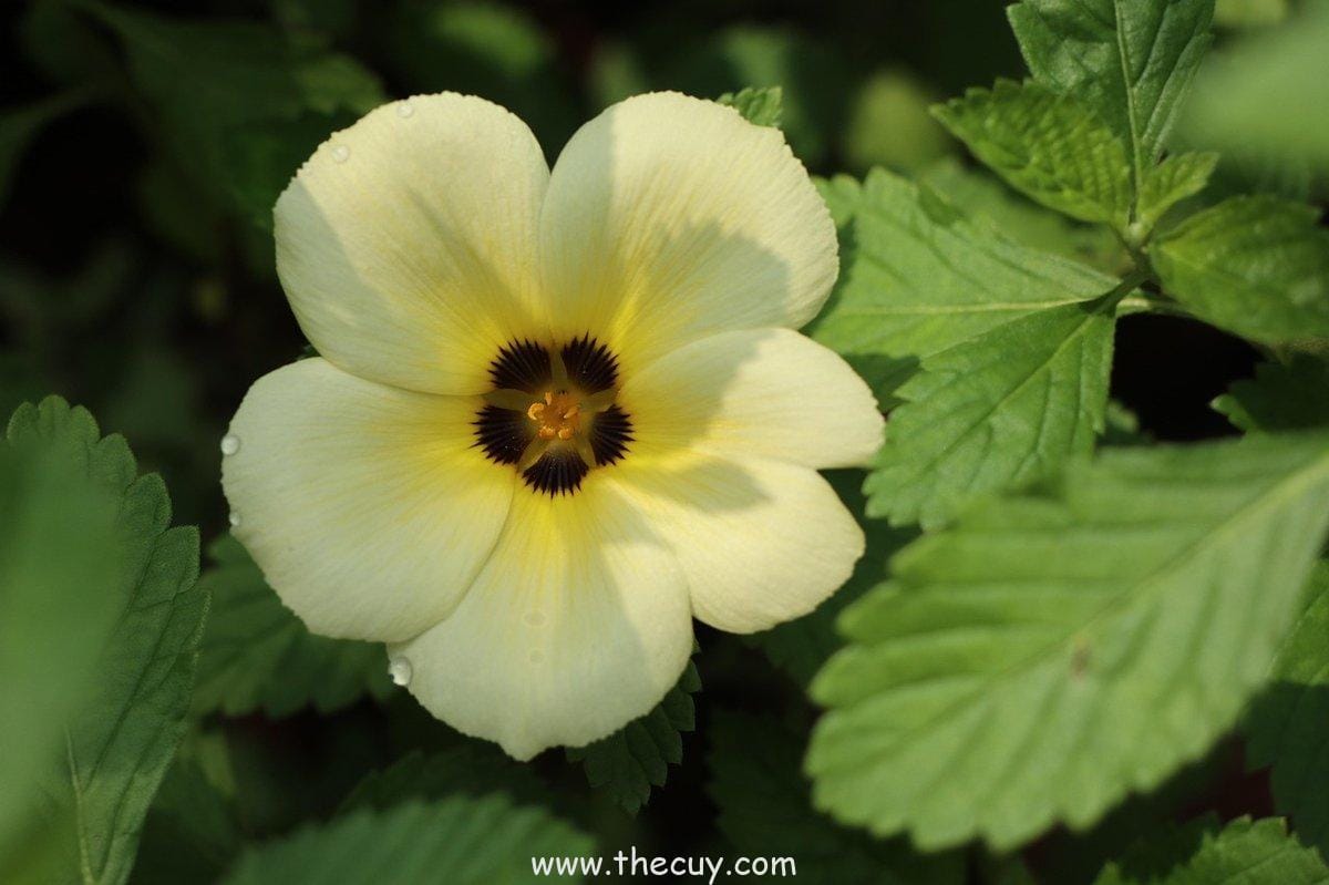 Luffy dan Ketidaktahuan akan Hal-hal Sepele