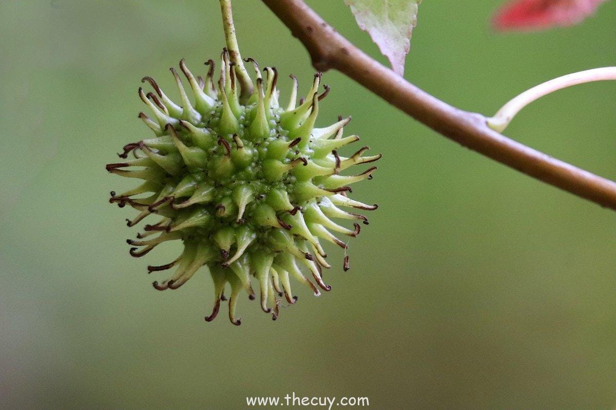 Luffy dan Pengaruh Buah Iblis pada Kebodohannya