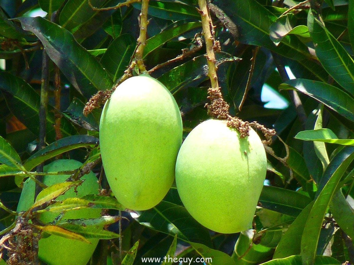 Mangga Miyazaki: Keajaiban dari Kyushu