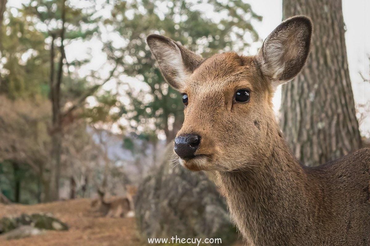 Obito Uchiha – Dari Badut Kelas Dunia ke Villain Edgy