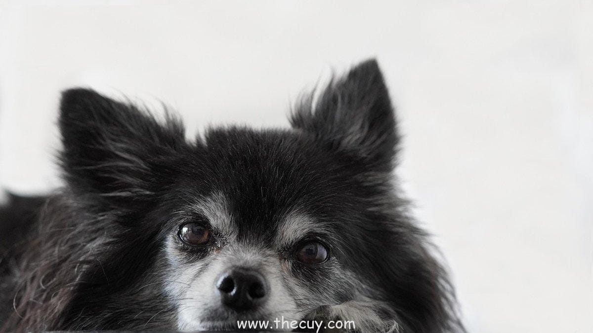 Pasukan Buggy yang Eksentrik Tapi Setia