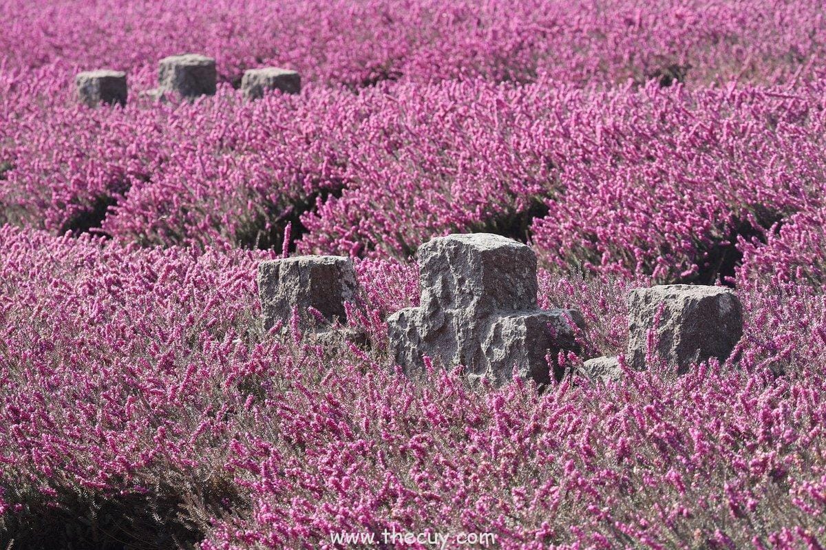 Pedang: Simbol Kekuasaan dan Kehormatan