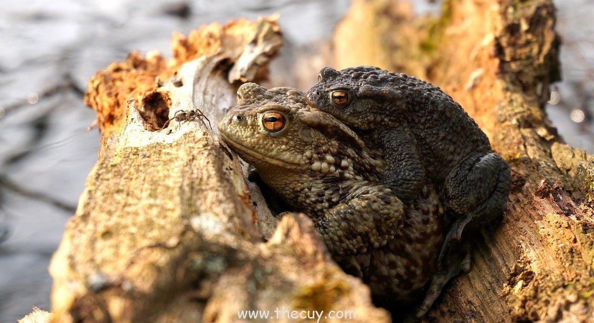 Peran Pentingnya dalam Arc Impel Down dan Marineford