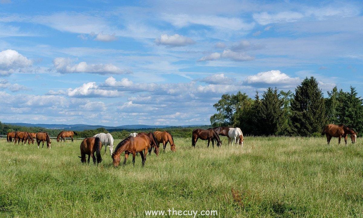 Pertempuran Alesia (52 SM): Caesar Menaklukkan Galia