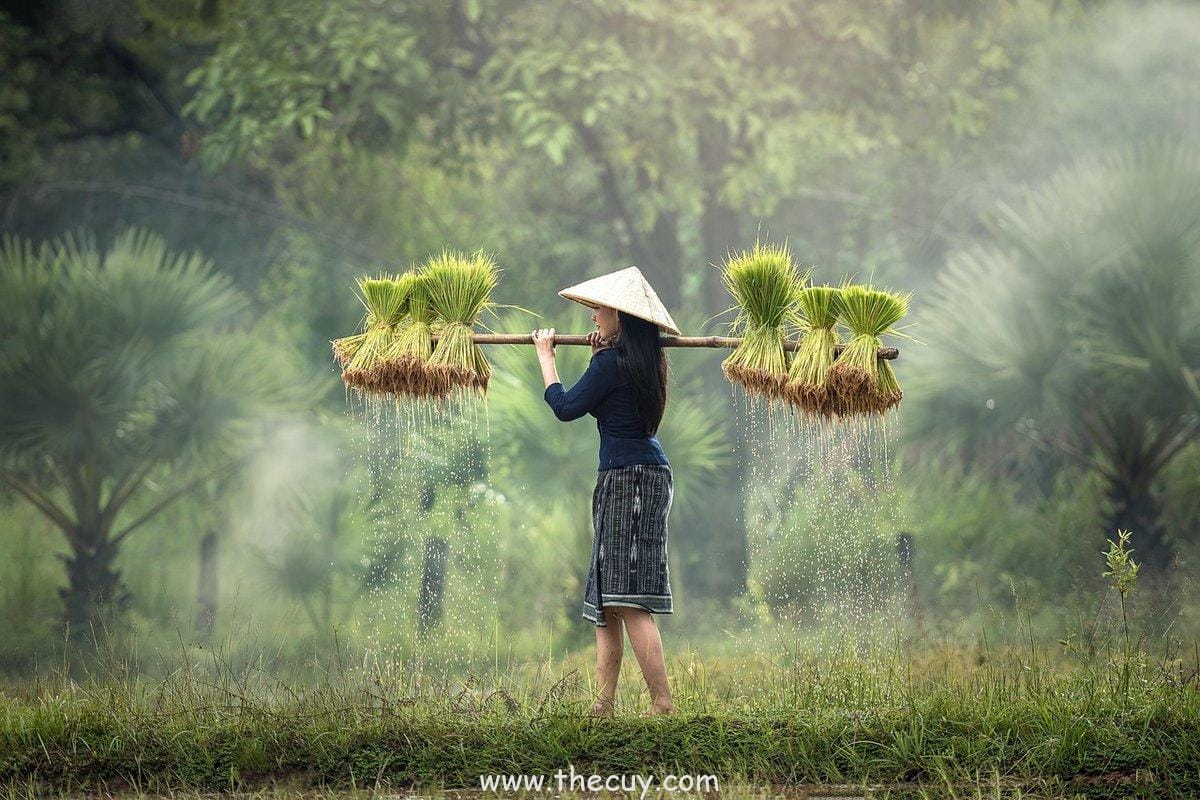 Pertempuran Topi Jerami melawan Big Mom