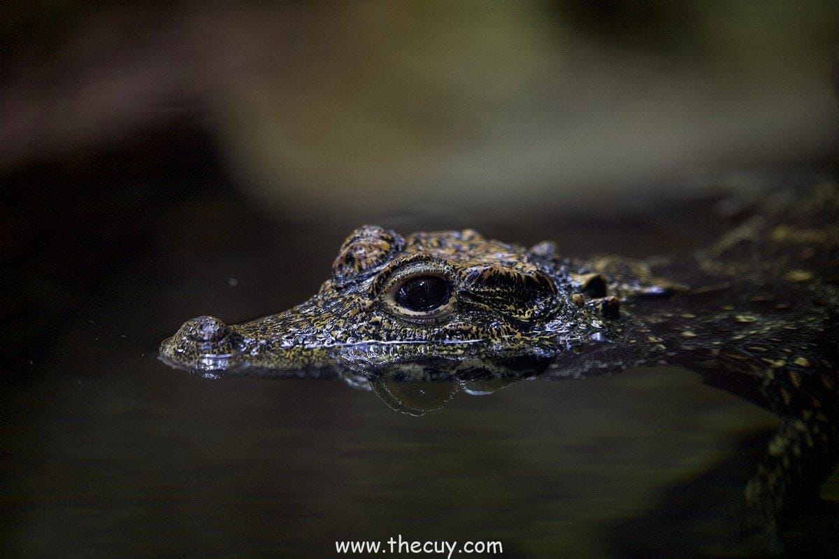 Pertempuran di Alabasta: Luffy vs Crocodile