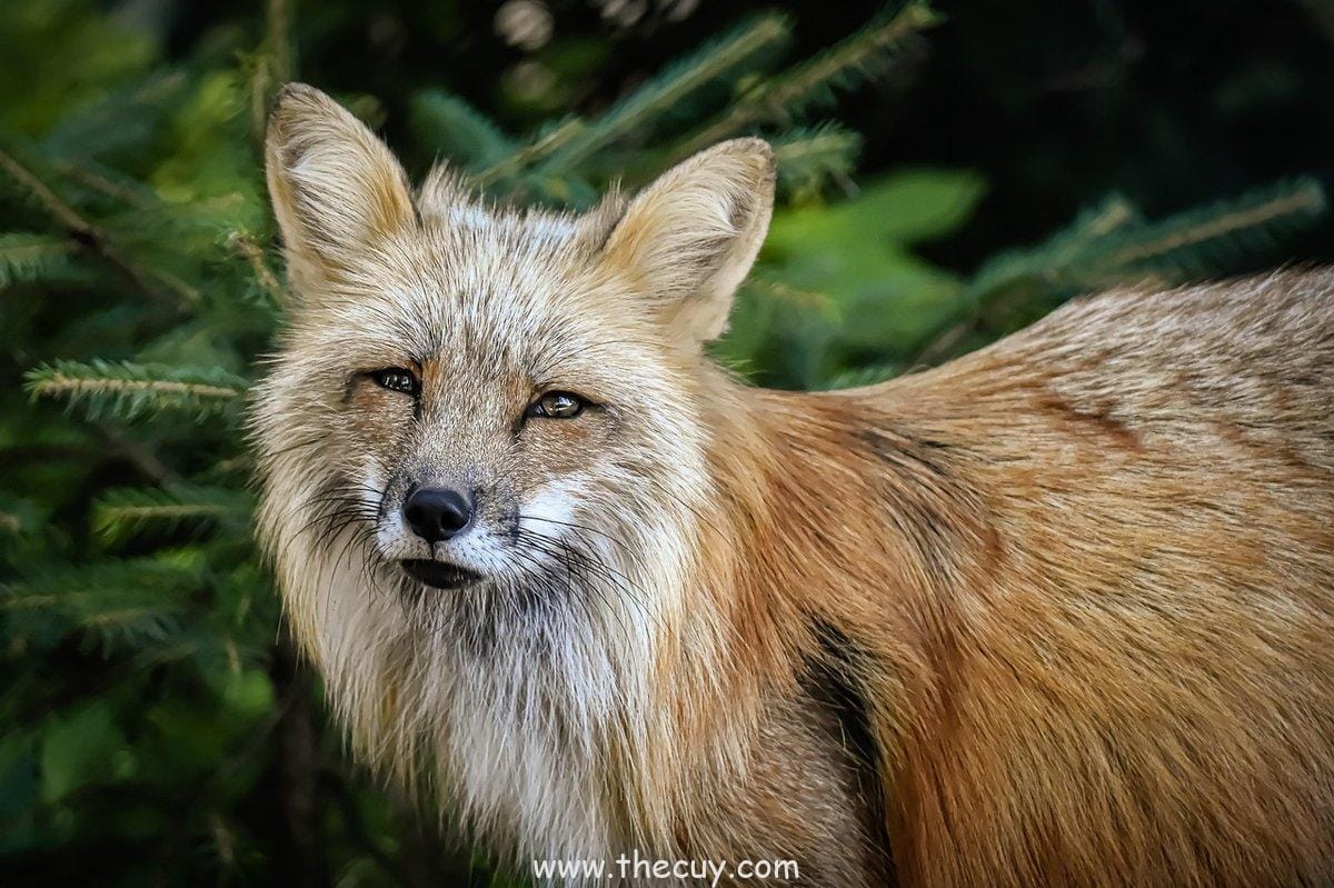 Pertempuran di Zou: Pertarungan Berlatar Alam Liar