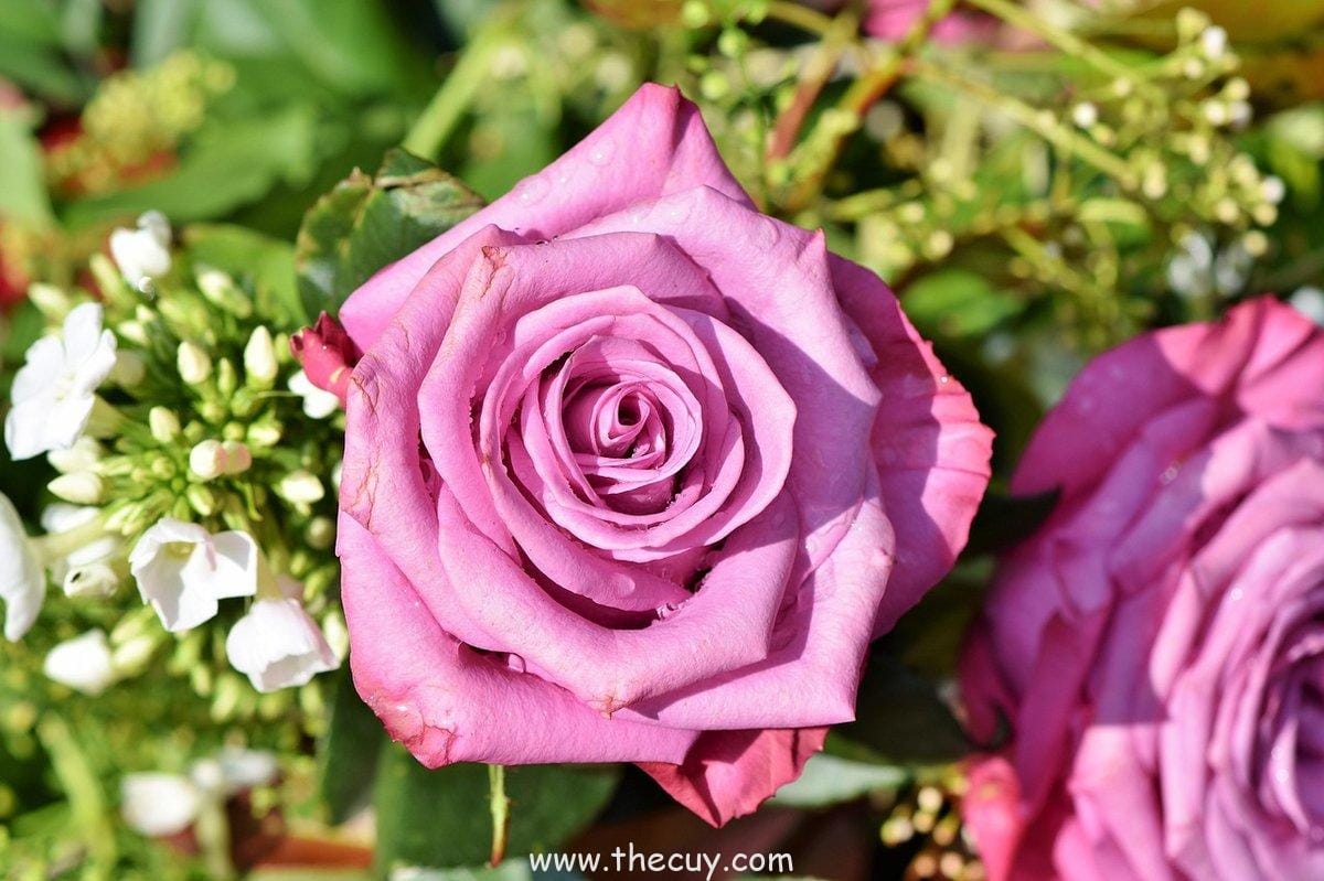 Pertemuan  antara  Jack  dan  Rose  di  kapal  Titanic (Titanic)