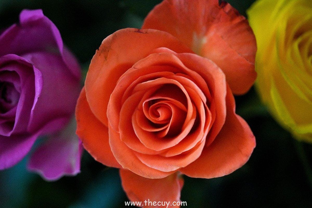 Pertemuan  antara  Jon  Snow  dan  Daenerys  Targaryen  (Game of Thrones)