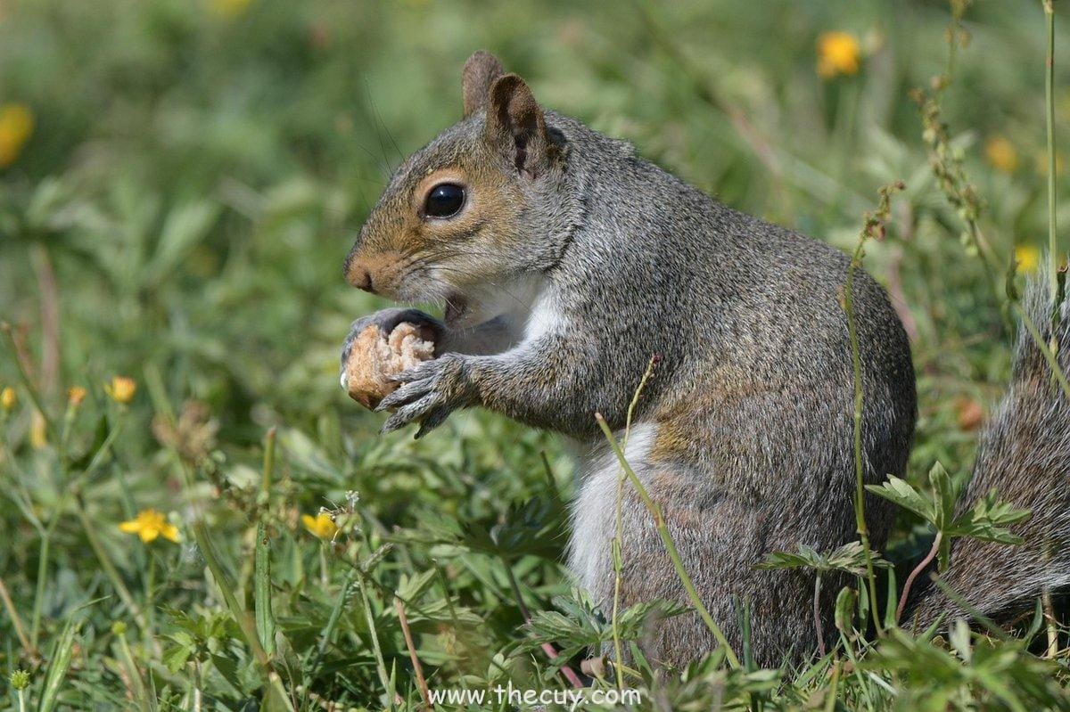 Pertemuan antara  Meredith Grey dan Derek Shepherd (Grey’s Anatomy)