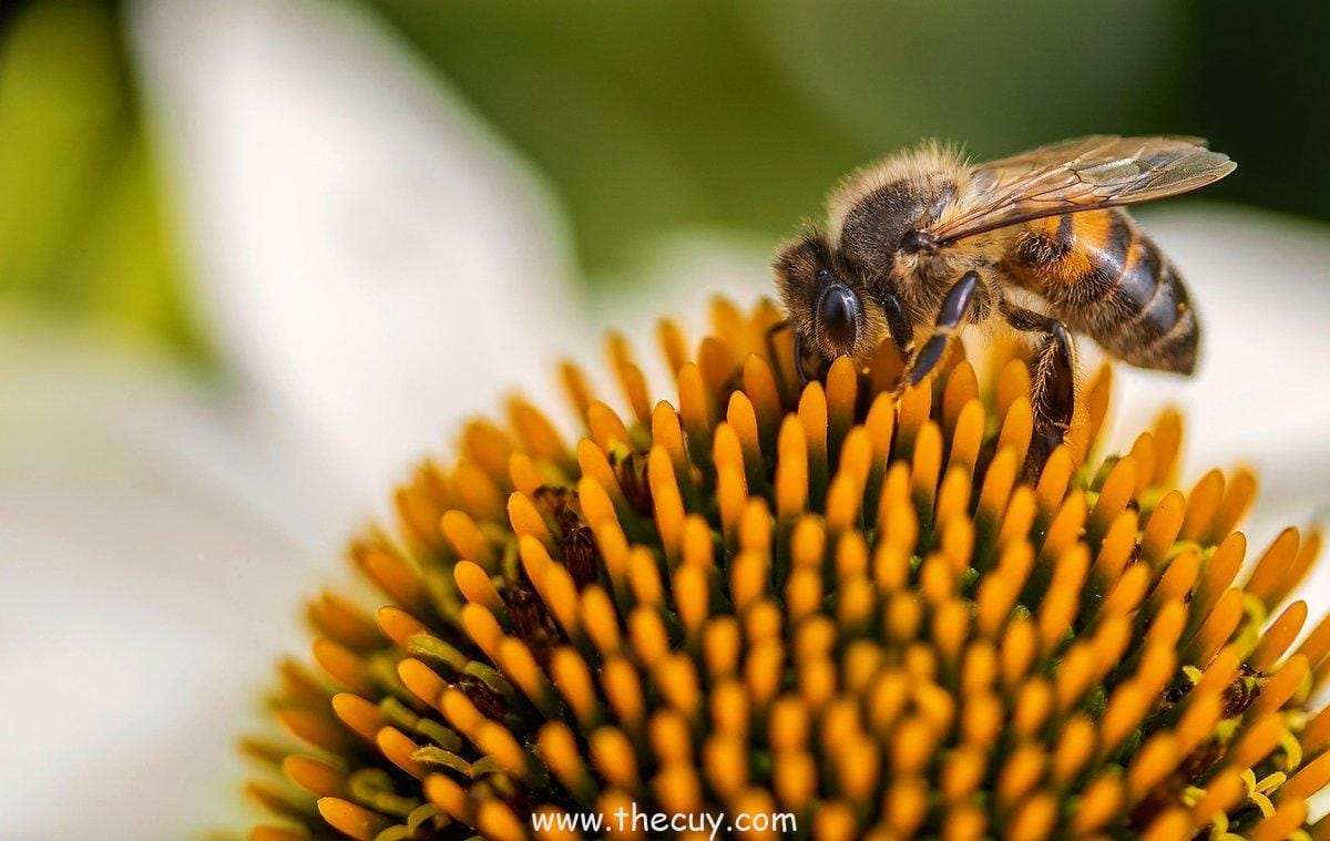 Pikachu: Kuning dan Garis Cokelat (Tanpa Perlunya Kostum!)