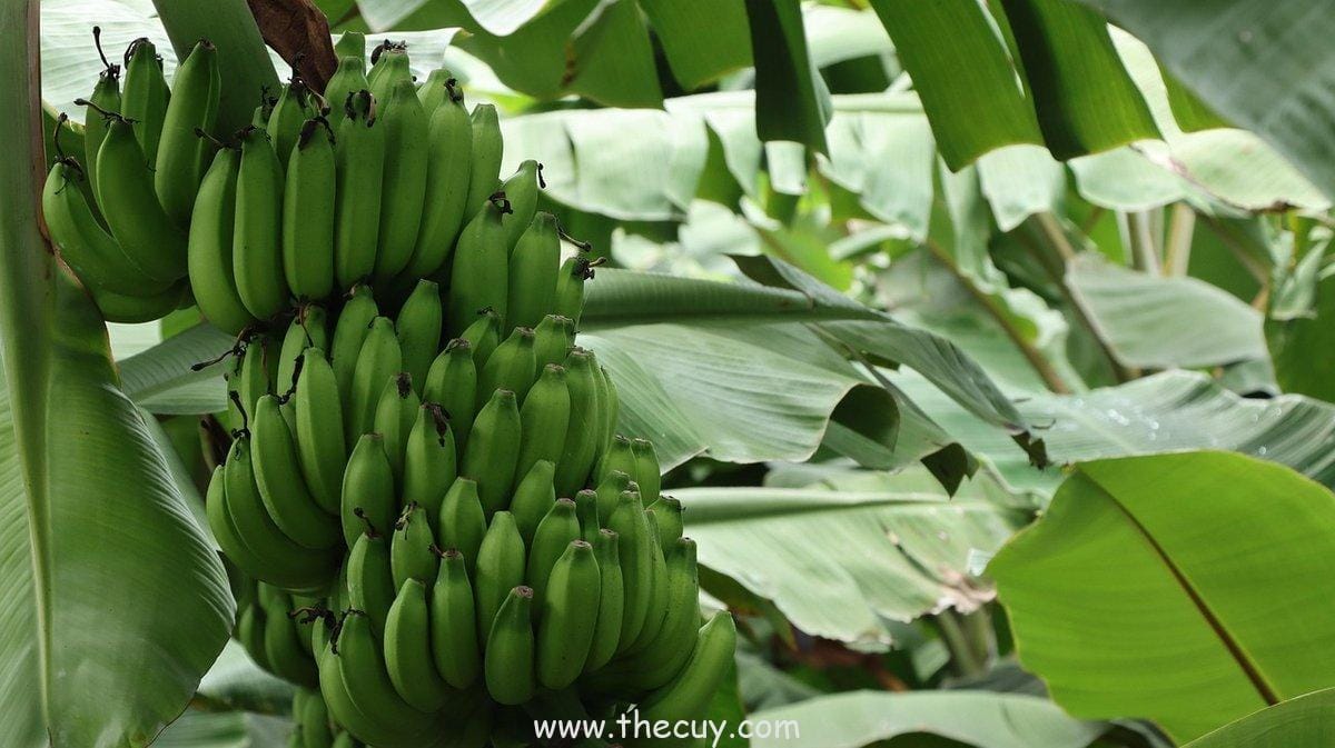 Pisang Merah: Keunikan yang Jarang Ditemukan