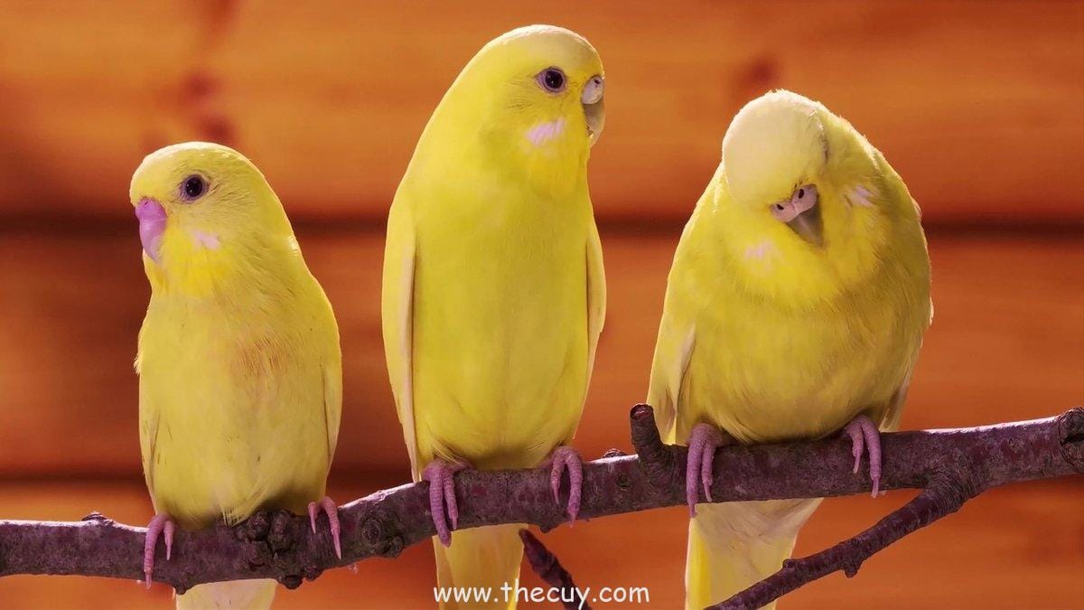 Pulau Kelor, Kepulauan Seribu: Bukti Sejarah Yang Tenggelam