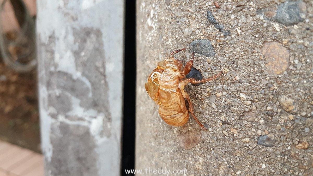 Rasengan Punya Berbagai Varian Keren