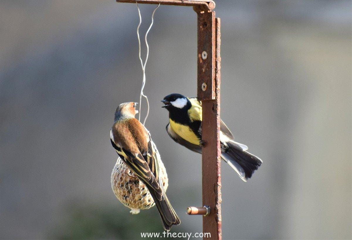 Rasengan vs. Chidori Sering Dianggap Seimbang, Tapi...