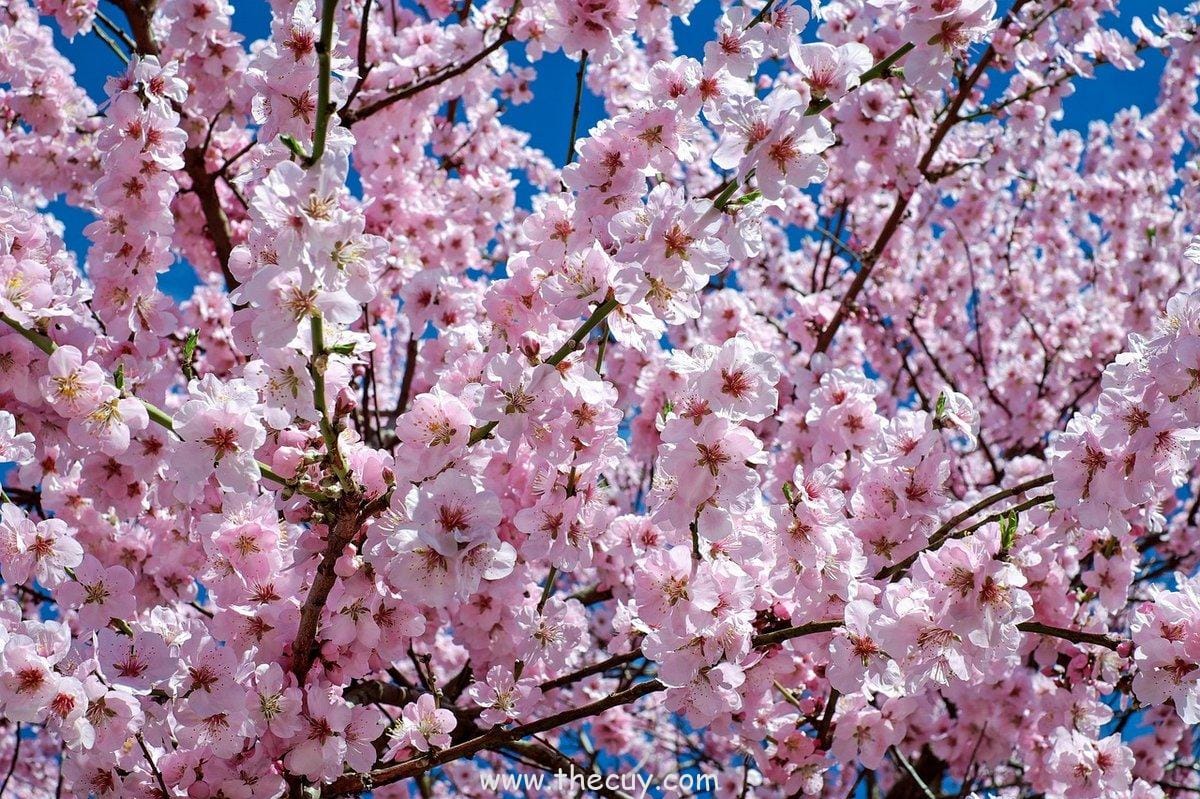 Sakura Haruno: Dari Cengeng ke Kuat, Tapi Tetap Bikin Gemas