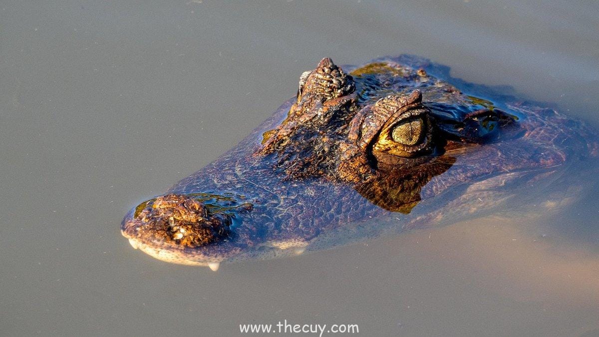 Sharingan Bisa Berubah Jadi Rinnegan