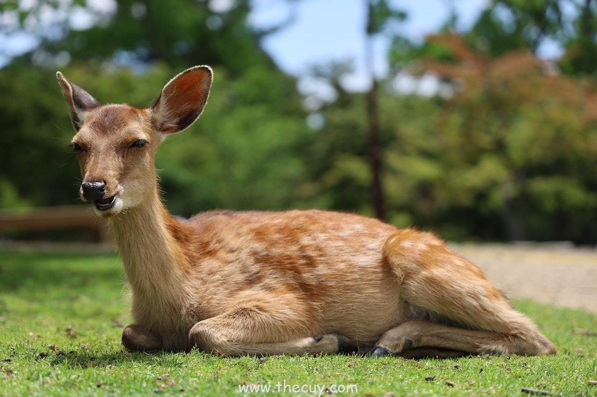 Shikamaru Nara – Jenius yang Nggak Suka Drama