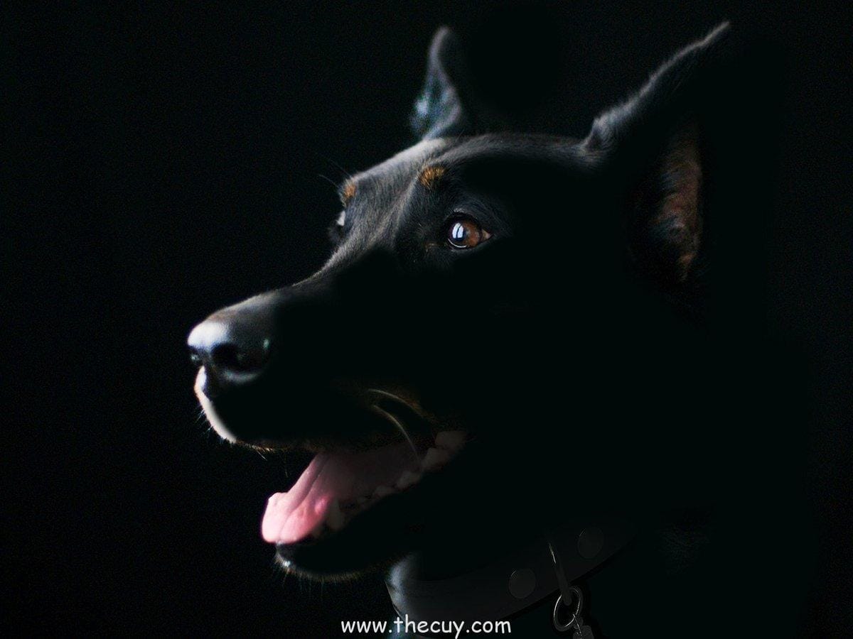 Sirius Black (Harry Potter)