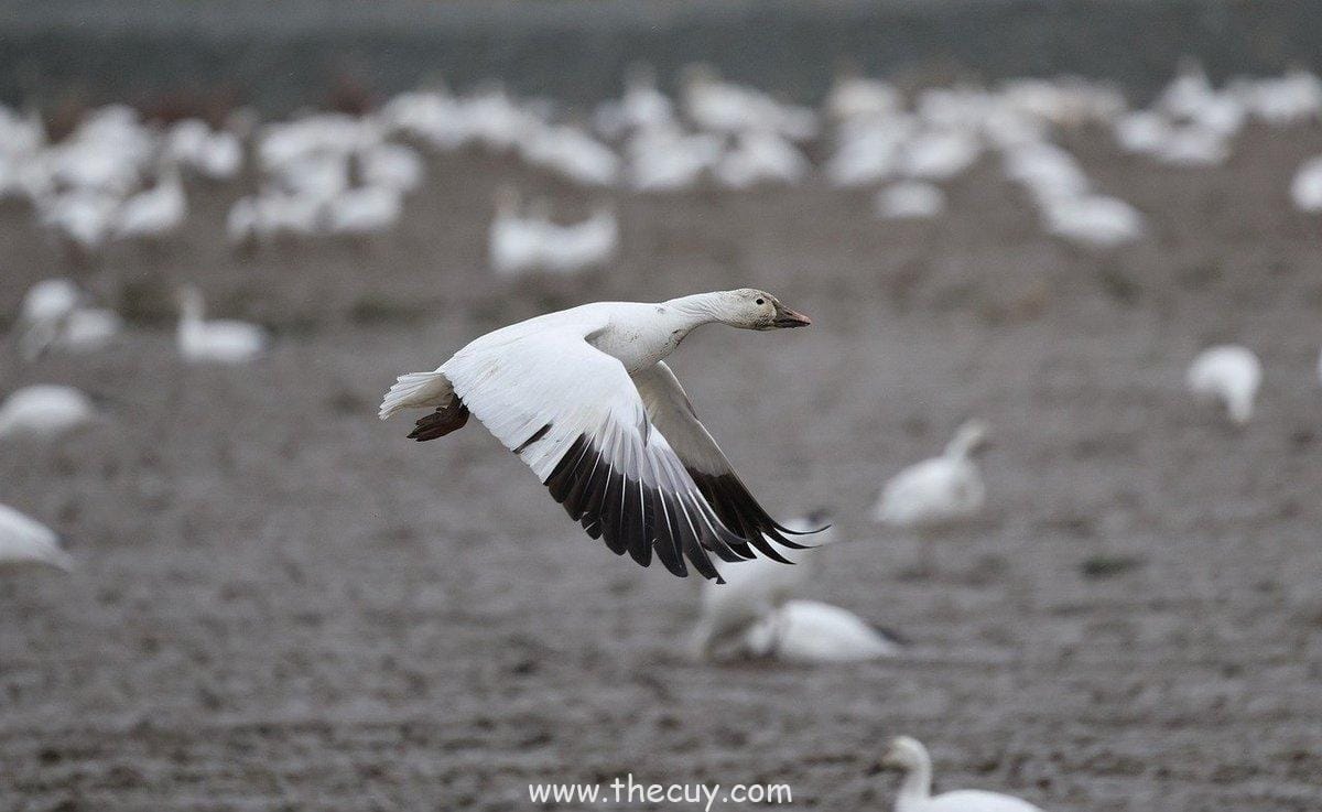 Suku Buangan dari Ohara dan Genosida