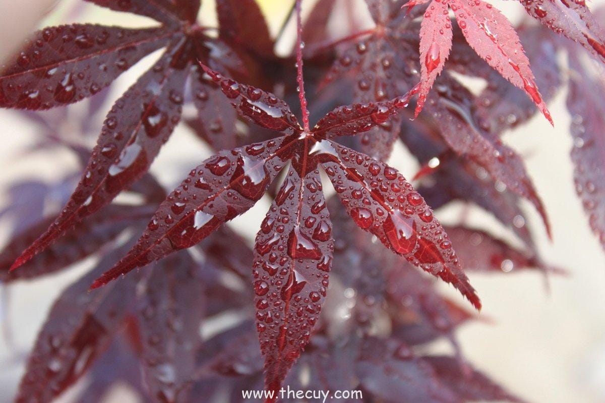 Teknik Kage Bunshin Tadinya Hanya Untuk Efek Komedi
