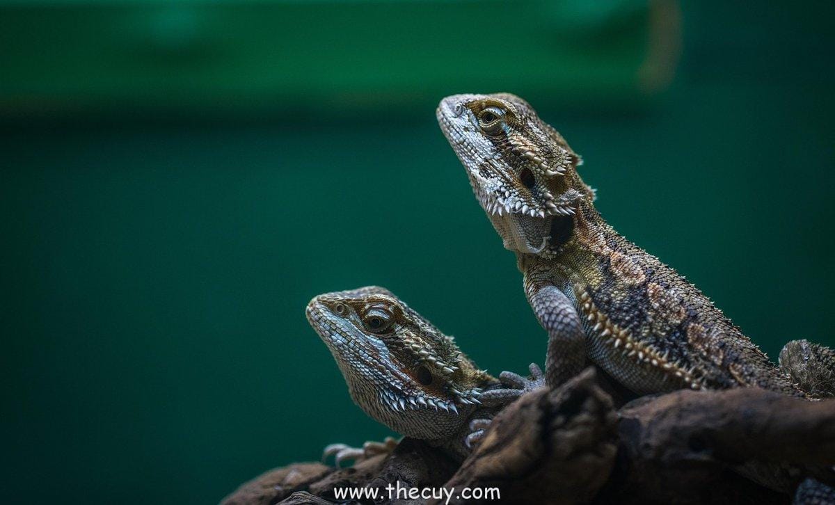 Tori Tori no Mi, Model: Phoenix